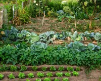 Kitchen garden: सर्दियों में किचन गार्डन बचाने का आसान तरीका ठंड और पाले से सुरक्षित रहेंगी घर की ताजी सब्जियां