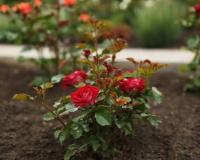 सर्दियों में गुलाब में फूल नहीं आ रहे, जानिए आसान घरेलू उपाय, बड़ी कलियां और ढेर सारे फूल