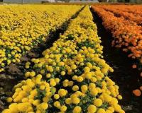 Phoolon Ki Kheti: सिर्फ 3 महीने में फूलों की खेती से लाखों की कमाई,सर्दियों में करें तैयारी गर्मियों में पाएं मुनाफा