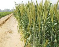 गेहूं की खेती पर मंडराया गर्मी का संकट, बढ़ता तापमान घटा सकता है पैदावार, ऐसे बचाएं फसल और मुनाफा