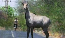 मुजफ्फरनगर में बिरालसी के पास दर्दनाक हादसा, सड़क पार कर रही नील गाय से टकराकर स्कूटी सवार की मौत