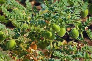 कम पानी में करें चने की खेती, राइजोबियम से मिट्टी की उर्वरता बढ़ाएं, पाएं 20 क्विंटल उपज और लाखों का मुनाफा, जानिए पूरी प्रक्रिया और फायदा