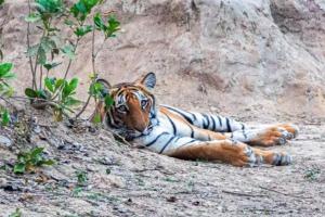 अमानगढ़ टाइगर रिजर्व के पास बाघों का आतंक: किसानों में दहशत, वन विभाग ने बढ़ाई गश्त