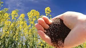 Mustard Farming 2025 - कल्टीवेटर से सरसों की बुवाई से बढ़ी पैदावार, किसानों ने छोड़ी पुरानी तकनीक, अब हो रही लाखों की कमाई