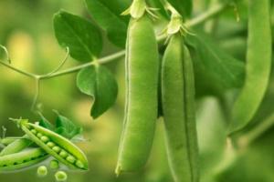 मटर की खेती 2025: ठंडी के मौसम में करें हरी मटर की खेती, पाएं लाखों का मुनाफा, जानिए पूरी प्रक्रिया और फायदा