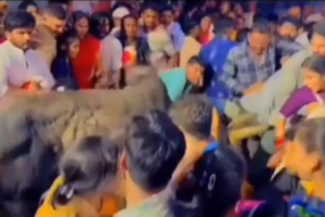 मथुरा राधाकुण्ड में अफरा तफरी! अहोई अष्टमी स्नान में घुसा सांड, बड़ा हादसा टला