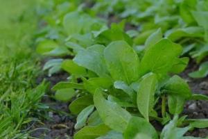 कम लागत में ज्यादा मुनाफा देने वाली फसल, सर्दियों में बन गई किसानों की पहली पसंद, जानिए कैसे करें खेती और लाखों कमाएं