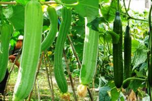 कम जमीन से लाखों की कमाई, सिर्फ 50 डेसिमल में तैयार होने वाली सब्जी बनी किसानों की कमाई का नया जरिया, जानिए खेती की पूरी जानकारी