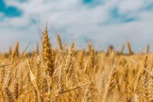 Wheat Farming 2025 :नवंबर में ऐसे करें गेहूं की बुवाई, किसानों के लिए सुनहरा मौका कम बीज में ज्यादा पैदावार, जानिए वैज्ञानिकों की नई तकनीक से लाखों कमाने का राज