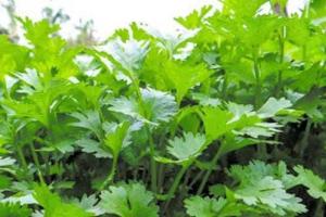 धनिया की खेती से करें लाखों की कमाई, ठंड के मौसम में ऐसे तैयार करें हरा सोना, जाने पूरी प्रक्रिया और मुनाफे का राज