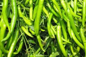 हरी मिर्च की खेती से कमाएं तगड़ा मुनाफा, नवंबर में लगाएं ये हरी फसल जो देती है ₹70 किलो तक का भाव