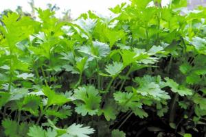 ठंडी के मौसम में करें यह पत्तेदार खेती और कमाएं बंपर मुनाफा, बीज और पत्तियों दोनों से होगी डबल कमाई