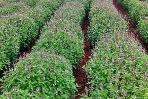 ठंडी में करें यह औषधीय खेती और पाएं एक बीघा पर 40,000 रुपये से ज्यादा मुनाफा, कम खर्च में तैयार होती है फसल, किसानों की पहली पसंद बनी यह खेती