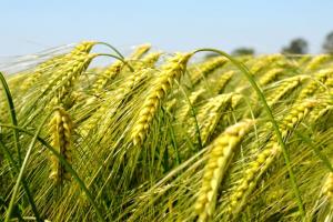 कम पानी में रिकॉर्ड तोड़ पैदावार देगी गेहूं की ये नई वैरायटी, समय पर करें बुवाई तो मंडी में लग जाएगी खरीदारों की लाइन