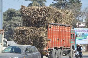 मुज़फ्फरनगर में मौत बनकर सड़कों पर दौड़ रहे ओवरलोड गन्ना वाहन, RTI कार्यकर्ता ने कमिश्नर को लिखा पत्र