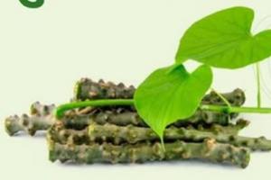 तीन दोषों को संतुलित करके कैंसर से भी लड़ने में सहायक है गिलोय, बढ़ाता है रोग प्रतिरोधक क्षमता 