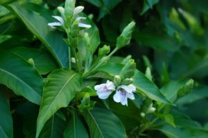 पत्तियों से लेकर जड़ तक, अडूसा का हर हिस्सा है औषधीय गुणों से भरपूर