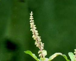 सिर्फ पौधा नहीं प्रकृति का वरदान है तुलसी, बूस्ट होती है इम्यूनिटी 