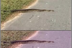 गौतमबुद्ध नगर के बिसाहड़ा गांव में 15 फीट का अजगर, वन विभाग ने सुरक्षित जोन में छोड़ा