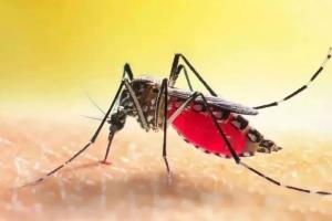 बिजनौर में डेंगू का बढ़ता खतरा! पांच नए केस मिलने से स्वास्थ्य विभाग अलर्ट, जिले में चिंता गहराई