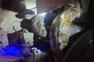 हाईवे पर 'डंपर का मेहमान' बना 15 फीट का विशालकाय अजगर, आधे घंटे तक ट्रैफिक ठप, रेस्क्यू टीम ने बचाई जान