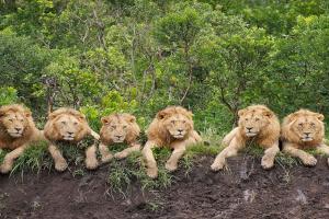 गुजरात में दिखा दुर्लभ वन्यजीव क्षण: धूप सेंकते ग्यारह शेरों ने सफारी रोक दी, पर्यटक देखते रह गए