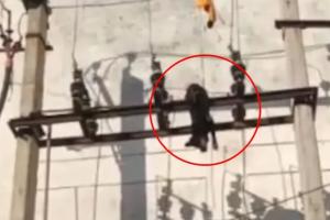 जयपुर में हैवानियत की चरम सीमा: युवक ने पालतू कुत्ते को ट्रांसफार्मर पर फेंककर मार डाला, इलाके में उबाल