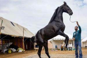 अब घोड़े बेचने पर भी देना होगा टैक्स! पुष्कर मेले में पहली बार लगा GST  सरकार ने शुरू किया सख्त मॉनिटरिंग सिस्टम