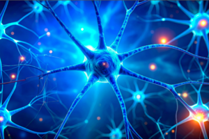 डार्क चॉकलेट और बेरीज से याददाश्त बढ़ेगी, तनाव घटेगा — जापानी शोध में बड़ा खुलासा