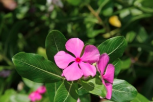 सदाबहार के फूलों से रूसी और खुजली से छुटकारा, बाल होंगे घने और मजबूत