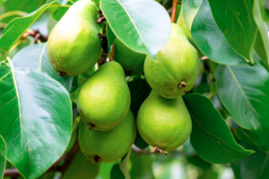 कब्ज, डायबिटीज और बालों की समस्या में हरीतकी का चमत्कार