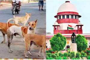 “आवारा कुत्तों पर सुप्रीम कोर्ट का कड़ा आदेश, राज्य मुख्य सचिव होंगे जिम्मेदार”