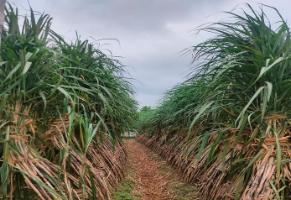 शामली में गन्ने के साथ दलहनी फसलों की सहफसली हेतु मसूर व चना बीज मिनीकिट जल्द उपलब्ध