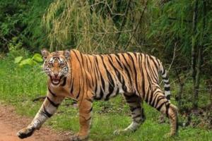 बिजनौर के रायपुर गांव में दहशत: खेतों की पगडंडी पर घूमता दिखा बाघ, वन विभाग ने लगाया पिंजरा और बढ़ाई गश्त