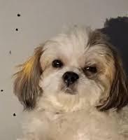 ट्रेन के AC कोच में डॉग का 'लग्जरी सफर' VIDEO वायरल: थर्ड AC में कंबल ओढ़कर बैठा किट्‌टू; नियमों के उल्लंघन पर रेलवे करेगा कार्रवाई ?