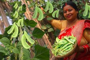 सेम की लाल चपटा किस्म की खेती से करें लाखों की कमाई जानिए कैसे यह देसी वैरायटी कम लागत में दिलाएगी बंपर मुनाफा और शानदार उत्पादन