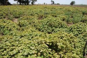 इस खेती से छत्तीसगढ़ के किसान सालभर कमा रहे लाखों रुपये, न बारिश की चिंता न जानवरों का डर, बाजार में तेल बिकता है 6000 रुपये लीटर