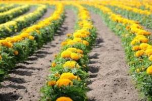 नवंबर-दिसंबर में करें गेंदा की उन्नत खेती, एक एकड़ में 80 हजार तक का मुनाफा, शादी सीजन में फूलों की दोगुनी कीमत