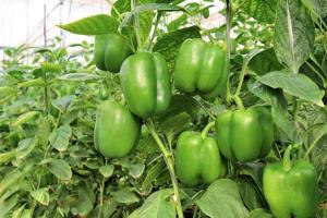 शिमला मिर्च की खेती से कम लागत में लाखों का मुनाफा, जानिए कैसे करें इसकी आधुनिक खेती और बढ़ाएं आमदनी