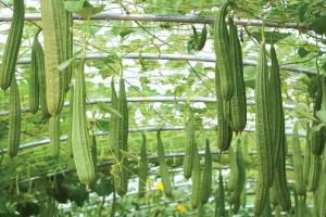 नवंबर में करें जुगनू तुरई की खेती, सिर्फ 40 दिन में तैयार होती है और देती है ₹1.20 लाख तक मुनाफा