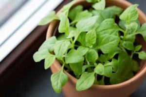 सर्दियों में घर पर करें Organic Vegetable Gardening और हर दिन खाएं ताज़ी हरी सब्जियां – जानिए कैसे मिलेगा सेहत और स्वाद का डबल फायदा