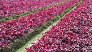 लाल साग की खेती से तेजी से कमाई सिर्फ 30 दिनों में तैयार होने वाली फसल बनी किसानों की पहली पसंद