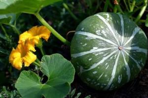 कद्दू की खेती ने बदली किस्मत साल भर मिलता है जबरदस्त मुनाफा और बढ़ती मांग से बढ़ी कमाई