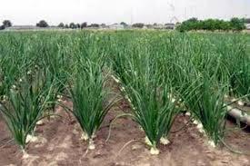 प्याज की खेती का जबरदस्त फार्मूला सही तकनीक अपनाओ और प्रति हेक्टेयर 45 टन तक रिकॉर्ड उत्पादन पाओ