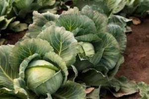 सिर्फ 2 महीने में लाखों की कमाई पत्ता गोभी और शिमला मिर्च की खेती से किसान हुआ मालामाल लागत लगभग शून्य