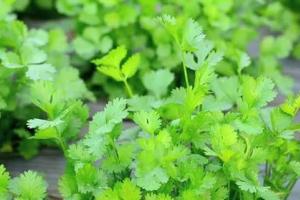 धनिया की खेती से कमाएं जबरदस्त मुनाफा धनिया मल्टी कट खेती का सही तरीका जो हर किसान को जानना चाहिए