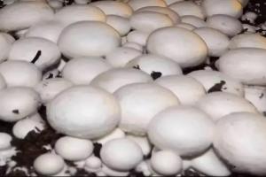 सर्दियों में मशरूम की खेती से बढ़ेगी कमाई का मौका जानें पूरी प्रक्रिया आसान भाषा में