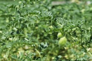 दिसंबर में चना बोना है तो अपनाएं ये टॉप पछेती किस्में कम दिनों में मिलेगा धुआंधार उत्पादन