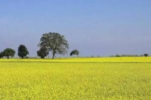 देर न करें सरसों की फसल में थिनिंग अभी अपनाएं ये तरीका और पाएं स्वस्थ पौधे और जबरदस्त उत्पादन