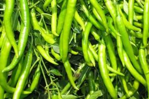 बस्तर में मिर्च की हाईटेक खेती से किसान कमा रहे लाखों जानिए एक एकड़ में कितना खर्च और कितना फायदा